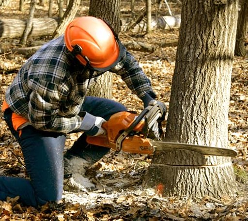 Tree Removal in Quitman, LA